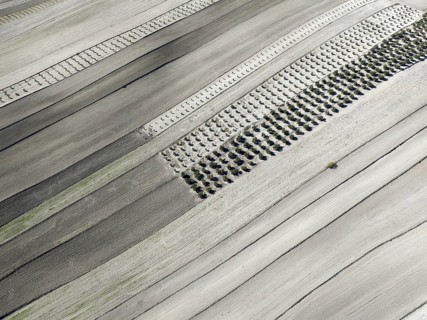 Farmland and cultivated olive trees (Olea europaea) . Aerial view. Drone shot. Granada province,