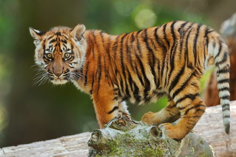 Sumatran tiger (Panthera tigris sumatrae), young, captive, native to Sumatra, Indonesia, Asia
