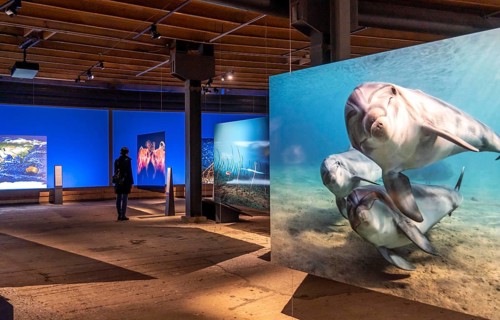 Plante Ozean exhibition in the Gasometer in Oberhausen, the world's oceans in their fragile beauty