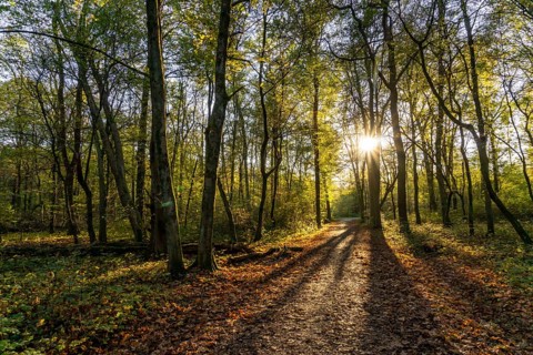 Überanger Mark forest, near Düsseldorf, Part of the forest is a protected forest area that is left