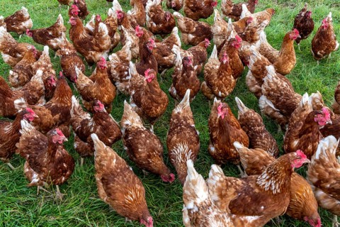 Chickens in a meadow, mobile housing, free-range chickens, free-range eggs, north of