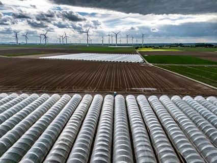 Agriculture, large areas with foil tunnel, for the cultivation of strawberries, freshly cultivated
