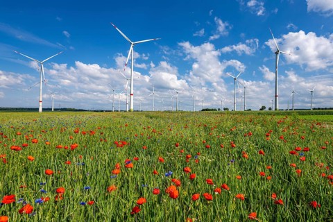 Wind farm, field with flower strips, insect-friendly border of fields with mixed flowers, poppies,