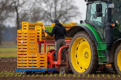 Lettuce plants, in press pots, they are planted in a field with a planting machine, agriculture,
