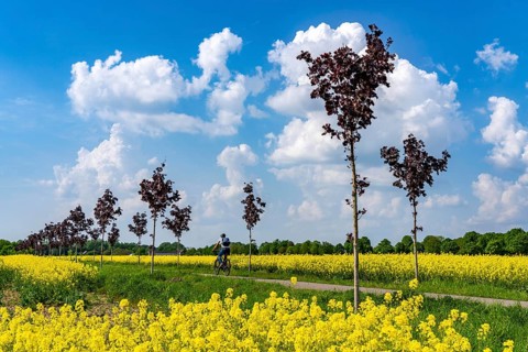 The avenue cycle path between Xanten and Marienbaum, Kalkar, on the Lower Rhine, former railway