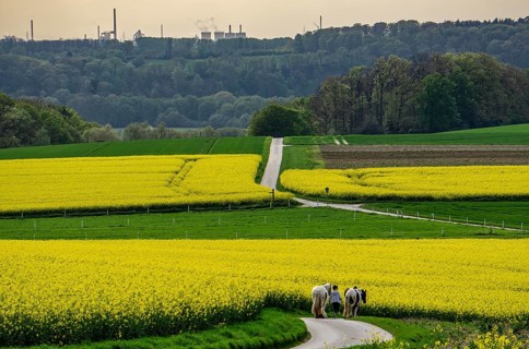 View over Mülheim an der Ruhr, Ickten, rape fields, over the Ruhr heights, to Duisburg-Hüttenheim,