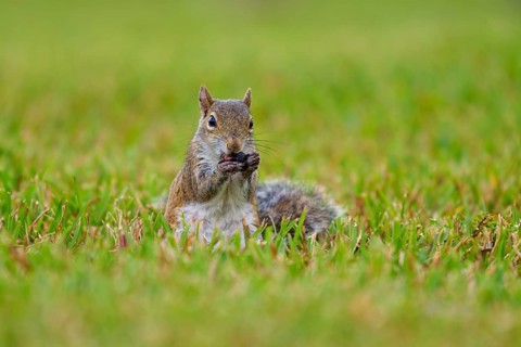 Grey Squirrel (Sciurus carolinensis), on meadow, springtime, Florida, USA, North America