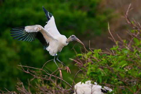 Wood Stork (Mycteria americana), flies through a wooded area holding a stick in its beak,