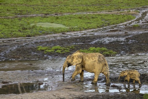 African forest elephants (Loxodonta cyclotis) in the Dzanga Bai forest clearing, Dzanga-Ndoki
