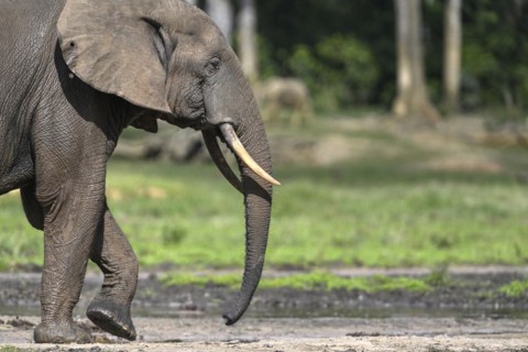 African forest elephant (Loxodonta cyclotis) in the Dzanga Bai forest clearing, Dzanga-Ndoki
