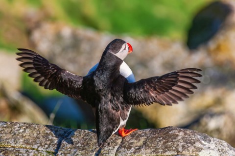 Atlantic puffin (Fratercula arctica) with spread wings on a rock in the sunshine