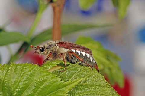 Cockchafer (Melolontha)