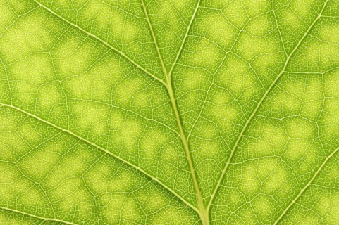 Tulip tree (Liriodendron tulipifera), leaf detail, North Rhine-Westphalia, Germany, Europe