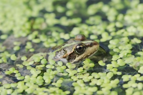 Lake frog (Pelophylax ridibundus, Rana ridibunda), North Rhine-Westphalia, Germany, Europe
