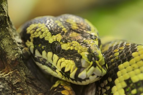 Carpet python (Morelia spilota variegata), captive, occurrence in Australia