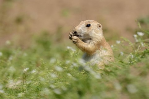 Black-tailed prairie dog (Cynomys ludovicianus), juvenile, captive, occurrence in North America