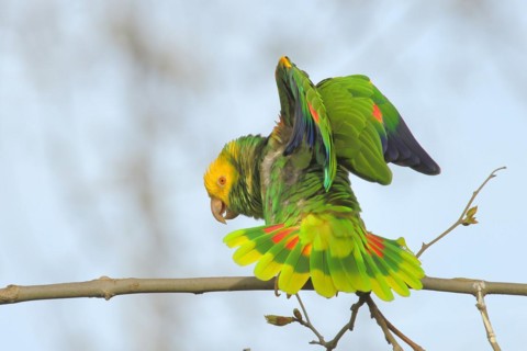 Yellow-headed Amazon (Amazona oratrix belizensis), on a sycamore branch, courtship display, blue