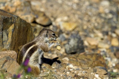 Barbary ground squirrel (Atlantoxerus getulus) or North African bristle squirrel, Fuerteventura,