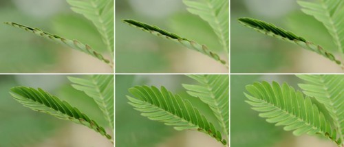 Mimosa or shameful sensory plant (Mimosa pudica), leaves fold up when touched, native to South