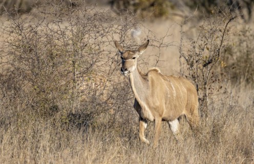 Greater Kudu (Tragelaphus strepsiceros) in dry grass, adult female, Kruger National Park, South