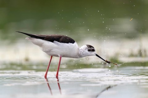 Black-winged Stilt (Himantopus himantopus), foraging in the water, Neusiedler See-Seewinkel