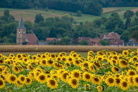 Landscape with a field of sunflowers (Helianthus annuus), in the background a village in Alsace,