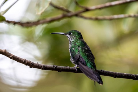 Green-crowned brilliant (Heliodoxa jacula) sitting on a branch, Monteverde Cloud Forest, Monte