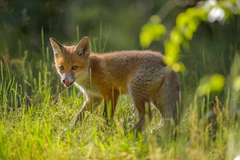 Red fox (Vulpes vulpes), young fox standing in a meadow and looking curiously, summer, Hesse,