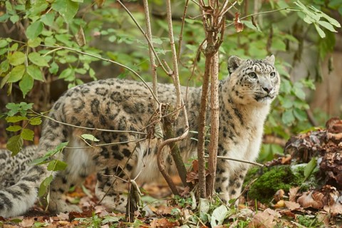 Snow leopard (Panthera uncia syn. Uncia uncia) in an autumn forest, captive