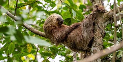 Hoffmann's two-toed sloth (Choloepus hoffmanni) on a branch, Cahuita National Park, Costa Rica,