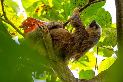 Hoffmann's two-toed sloth (Choloepus hoffmanni) on a branch, Cahuita National Park, Costa Rica,