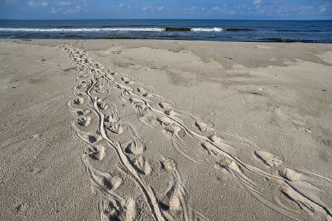 Turtle track on the beach, Loango National Park, Parc National de Loango, Ogooué-Maritime Province,