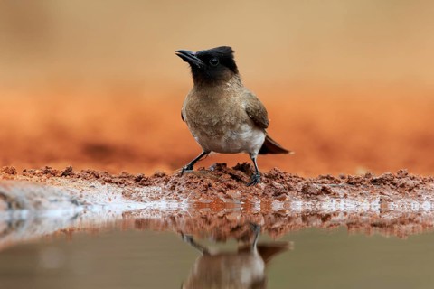 Grey bulbul (Pycnonotus barbatus), adult, at the water, Kruger National Park, Kruger National Park,