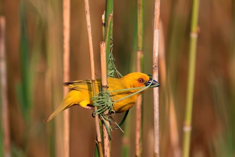 Eastern golden weaver (Ploceus subaureus), adult, male, starts nesting, Saint Lucia Estuary,