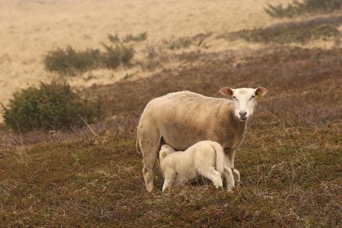 Sheep suckling lambs in the tundra, Lapland, Northern Norway, Norway, Scandinavia, Europe