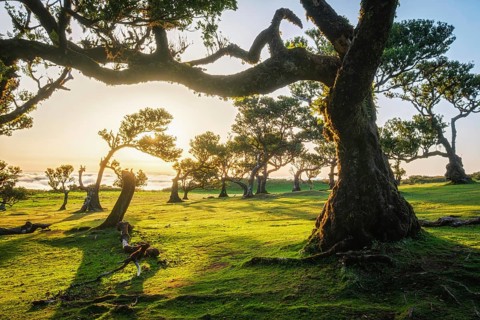 Centuries-old til trees in fantastic magical idyllic Fanal Laurisilva forest on sunset. Madeira