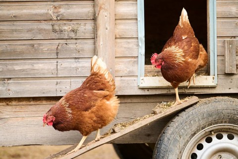 Two brown chickens walking down a ramp from a wooden coop, Chicken (Gallus domesticus), Austria,