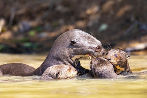 Giant otter (Pteronura brasiliensis) Pantanal Brazil