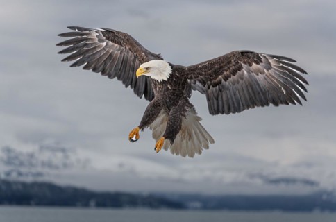 Bald eagle, Haliaeetus leucocephalus, flying, adult, winter, Homer, Alaska, USA, North America