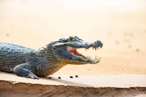 Spectacled caiman (Caiman crocodilius) Panatanal Brazil