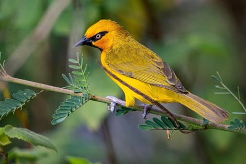 Spectacled weaver (Ploceus ocularis) Masai Mara Kenya
