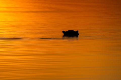 Hippo (Hippopotamus amphibius) head portrait silhouette on water surface. Hippopotamus is