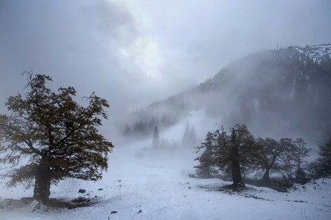 Misty mountain meadow landscape with snow-covered trees and an overcast sky. Hike to the