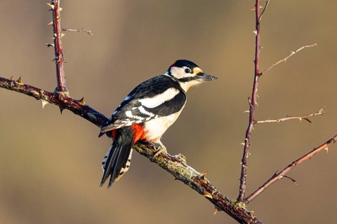 Great spotted woodpecker (Dendrocopus major) ml Germany