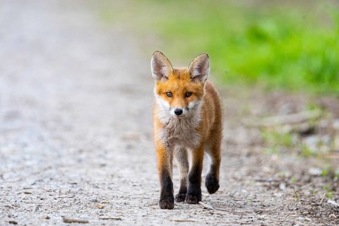 Fox (Vulpes vulpes) puppy Germany