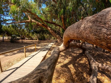 Scenic wooden walkway winding through a tranquil eucalyptus forest, inviting exploration of the