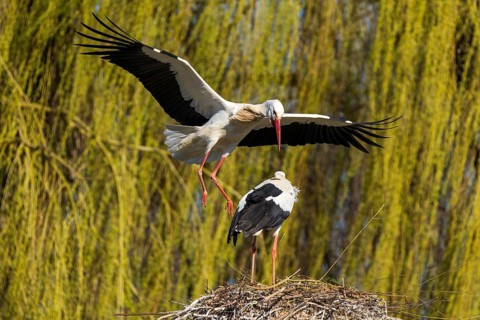 A stork flies to another stork in the nest with a background of willow branches, white stork