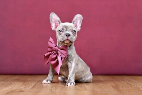 Young Lilac Brindle French Bulldog dog puppy with healthy long nose and ribbon in front of studio