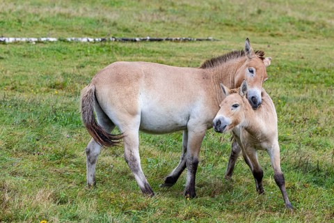 Przewalski's horse (Equus przewalski) capive Germany