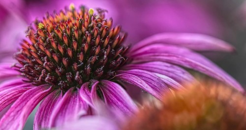 Close-up of a purple coneflower (Echinacea flower) with prominent flower centre, Siegen, North
